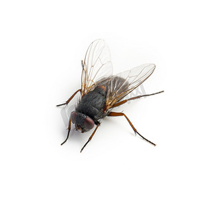 拟人苍蝇摄影照片_在白色背景上的黑色家蝇