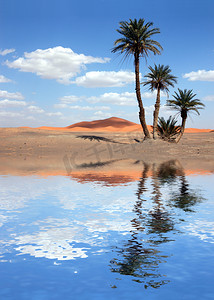 在撒哈拉沙漠湖附近的棕榈树
