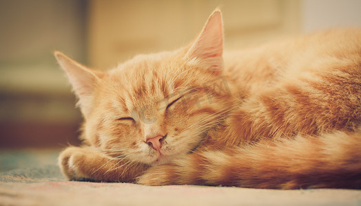 睡在床上的红色小猫