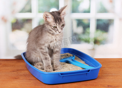 宠物健康摄影照片_在蓝色塑料垃圾猫回窗口上的木桌上的小灰猫