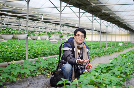 亚洲英俊旅游人新鲜草莓大棚,收获,身穿外套