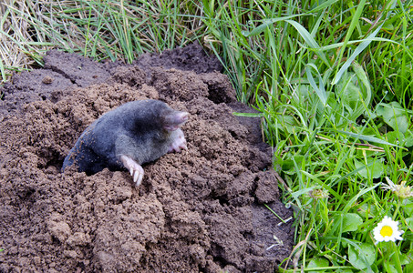 渺小摄影照片_斯普林鼹鼠和土丘