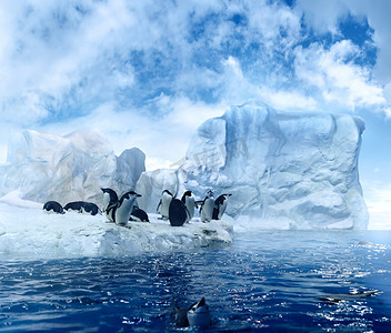 在浮冰上的企鹅