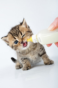 牛奶喂养小小猫从一瓶