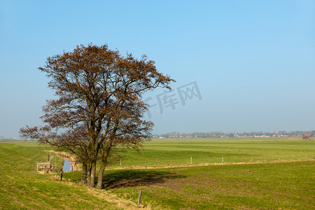 秃树摄影照片_荷兰景观，在春天的树