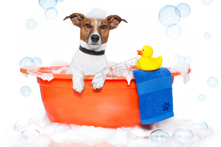 狗在多彩浴缸中与一只塑料鸭子洗个澡