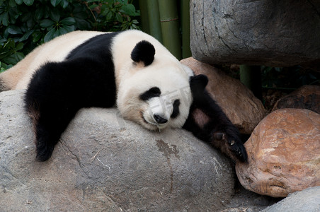 濒危动物摄影照片_大熊猫