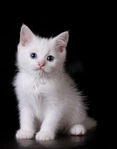 蓝猫商标摄影照片_蓝眼睛的白猫