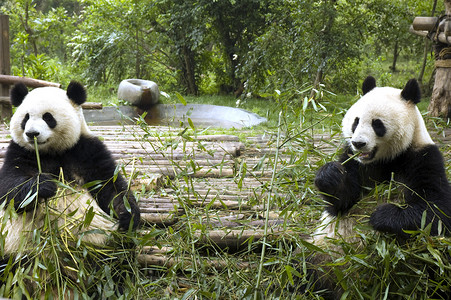喂养动物摄影照片_成都动物园里饲养的熊猫
