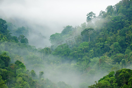 雨天自然摄影照片_雨林的晨雾