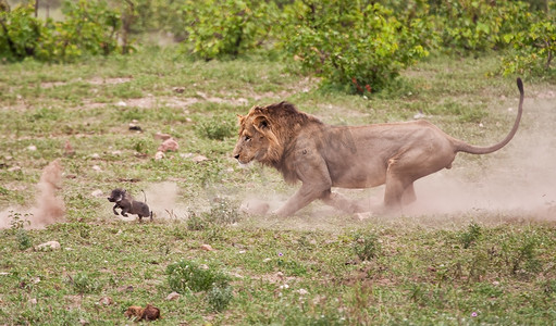 黄色动物摄影照片_雄性狮子追宝宝疣猪