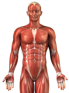 肱三头肌摄影照片_男人肌肉系统解剖前视图