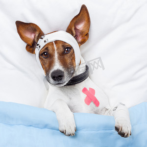 宠物医疗摄影照片_用绷带躺在床上的病狗