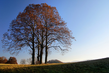 边顶摄影照片_椴树的秋季组的视图