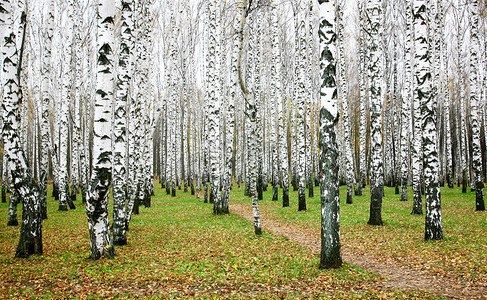 桦树木摄影照片_10 月秋季白桦树林