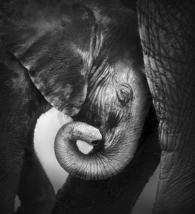 动物与动物宝宝摄影照片_婴儿大象寻求安慰