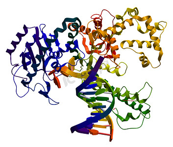 seo摄影照片_一、 脱氧核糖核酸聚合酶的酶，参与 dna 复制副本
