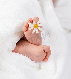 可爱婴儿脚与小白色雏菊