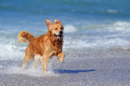 运行在海滩上的年轻金毛猎犬