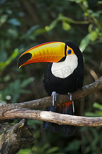 潘安湿地公园摄影照片_toco 巨嘴鸟