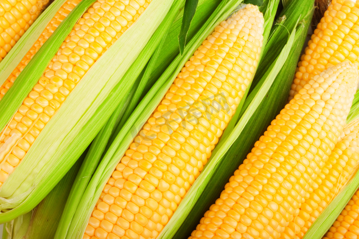 玉米除草3-5叶期，控旺6-10叶期，但你知道叶片怎么数吗？_管理