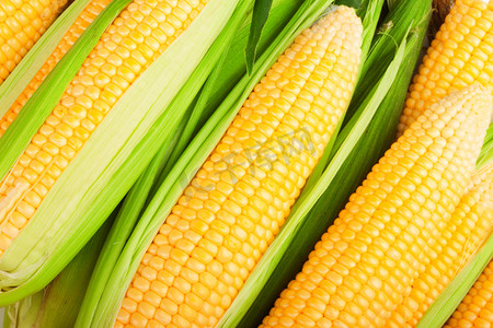 吃玉米玉米摄影照片_玉米叶