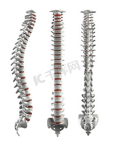 骨骼健康摄影照片_详细的脊柱的椎间盘-剪切路径