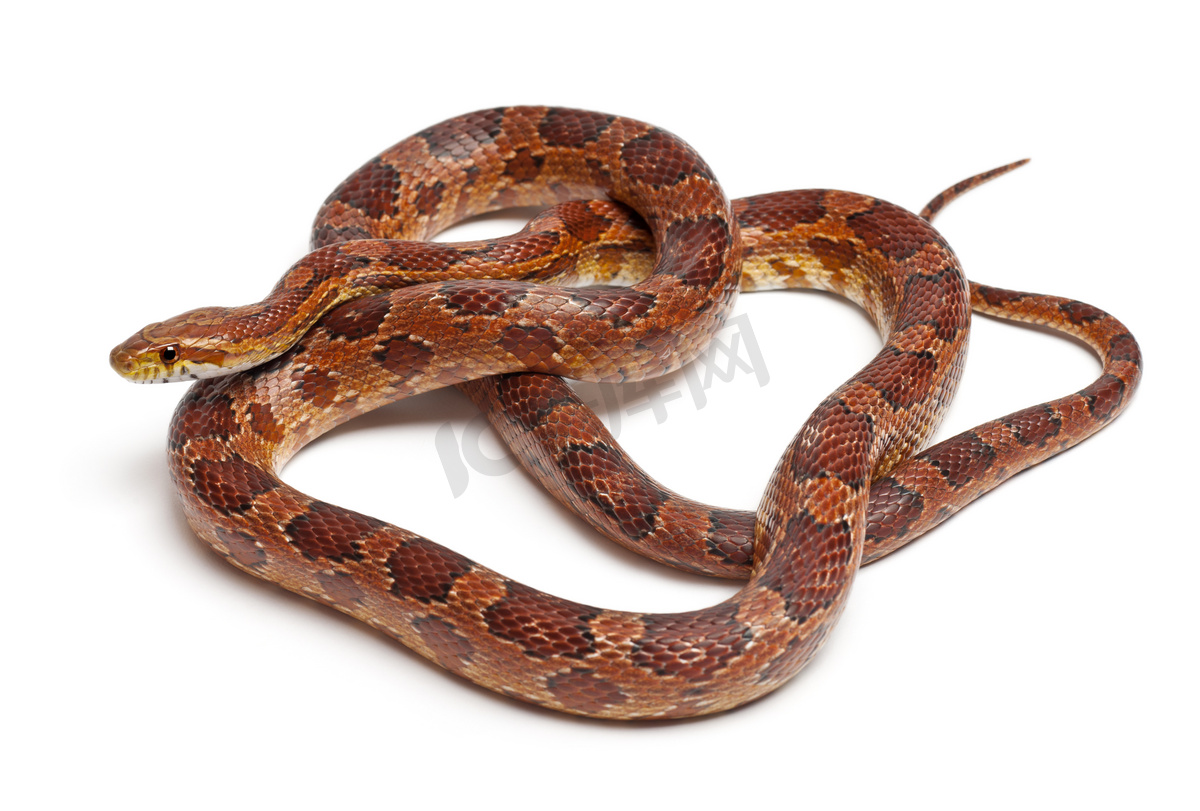 玉米蛇吃老鼠 — 图库照片©cynoclub＃144292517