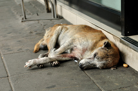 薪资福利摄影照片_无家可归者流浪狗睡觉。