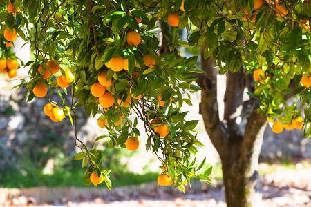 分处摄影照片_成熟的橘子树上