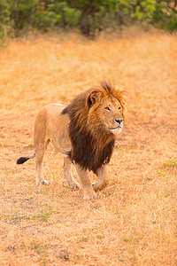 王者雄狮摄影照片_在马赛马拉的雄狮
