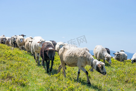 山坡上摄影照片_在乌克兰喀尔巴阡山坡上放牧绵羊