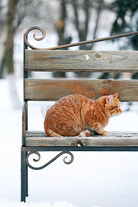 在降雪背景上的公园长凳上的红猫