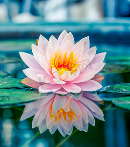 水草摄影照片_美丽的粉红莲花，水草倒映在池塘里
