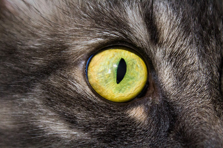 大猫的眼睛