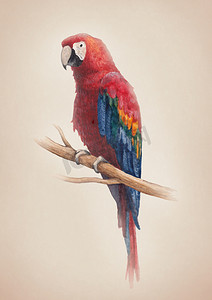 红色图片海报摄影照片_水彩的金刚鹦鹉鸟