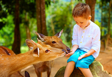 可爱的男孩从手喂养年轻鹿。专注于鹿