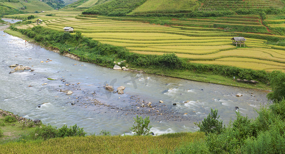 越南延拜穆仓寨区亚洲稻田按收获季节划分.梯田广泛应用于东亚、南亚和东南亚的水稻、小麦和大麦种植
