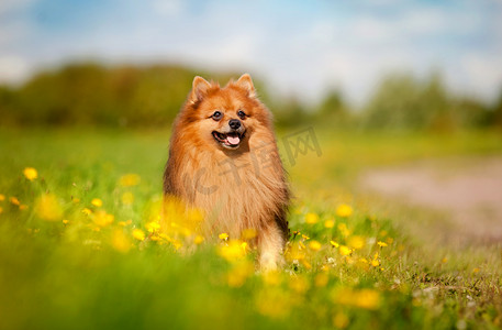 狗等待摄影照片_博美犬狗场