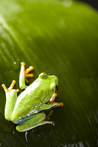 绿色的青蛙クリスタルと時計します。