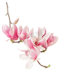 Magnolia, spring pink flower branch and buds on white