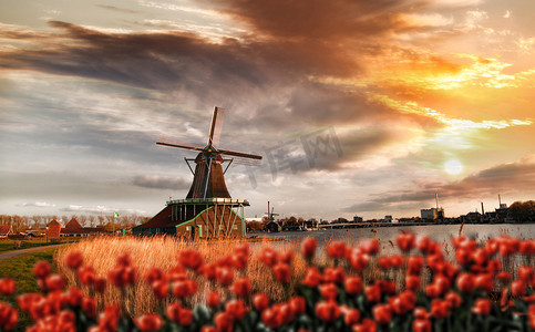  荷兰风车与红色郁金香关闭阿姆斯特丹，荷兰