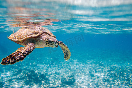 热带海摄影照片_玳瑁海龟