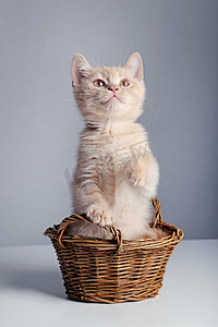 可爱的生姜猫 