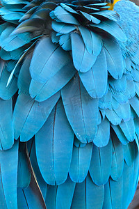 一只蓝色金刚鹦鹉鹦鹉的羽毛.