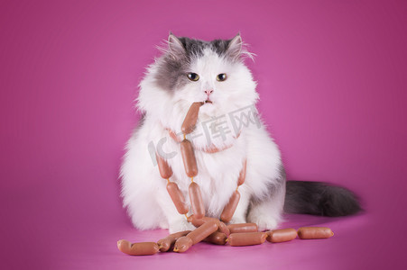 肥猫正在吃一根香肠在粉红色的背景上