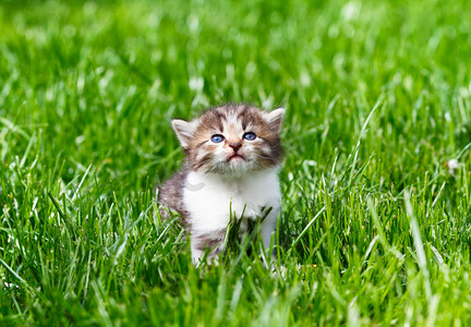 在绿色的草地上的猫