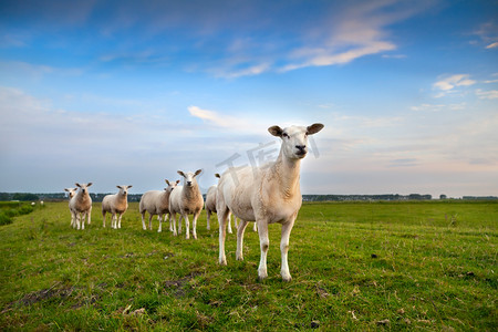羊牛群在牧场上