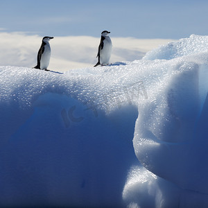 南极地区摄影照片_冰川和冰山在南极洲的企鹅