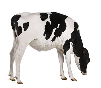 主题黑摄影照片_荷斯坦奶牛，13 个月大，站在白色背景